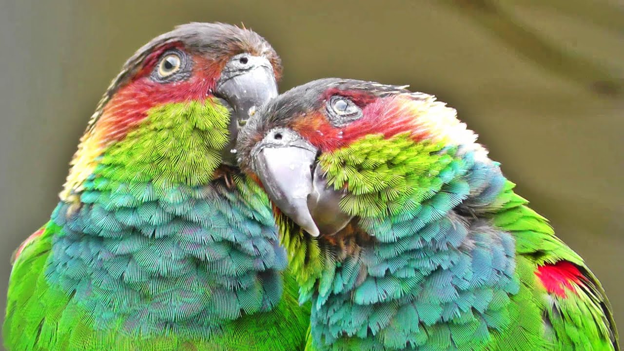 Blue-throated Conure aka Blue Throated Parakeet - Exotic Birds