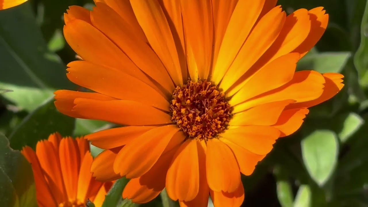 Calendula Stellata Plant