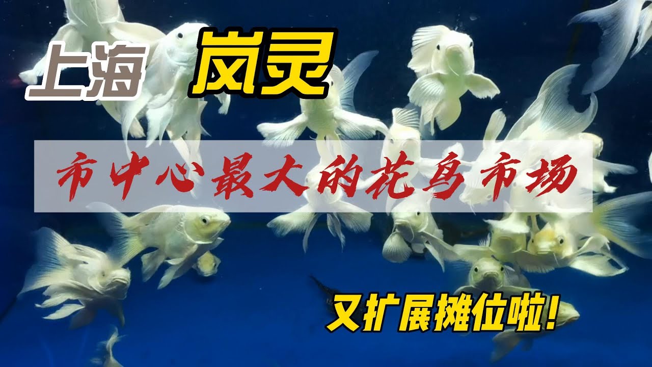 中国上海市中心现存最大的花鸟市场—岚灵花鸟市场