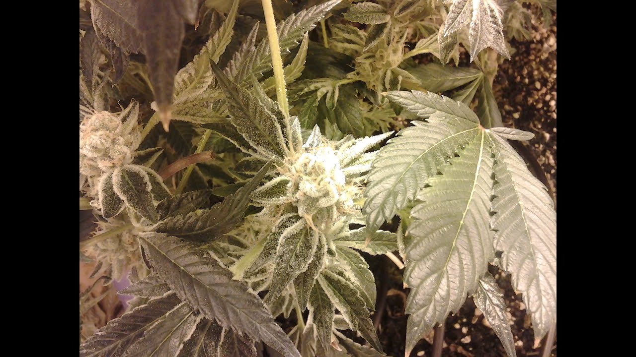 Indoor cannabis Horticulture: 420 grow tent beginning of week 4