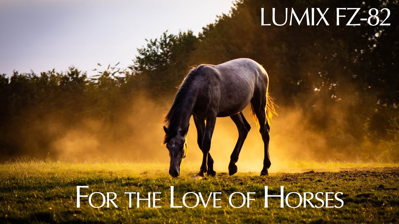 For the Love of Horses | Film shot on Lumix FZ-82