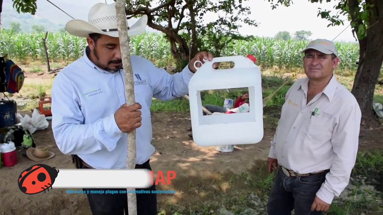 Instalación trampa de feromonas parte 2 - Factor MAP