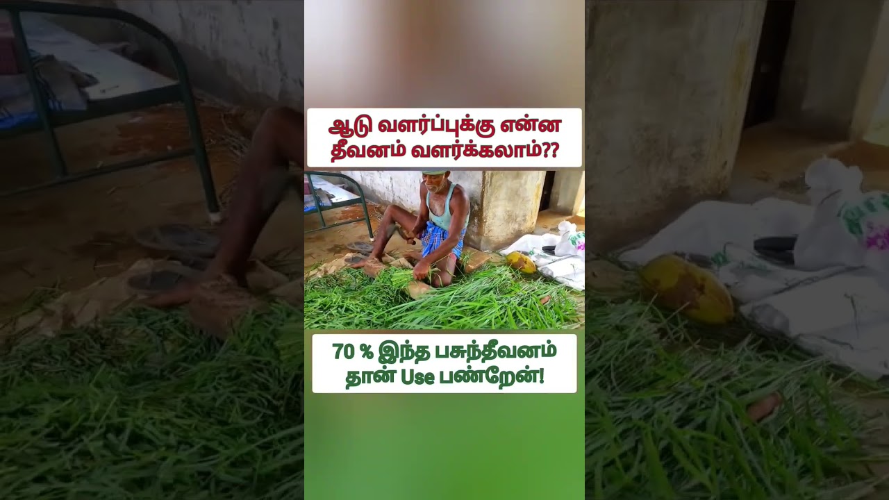 1 Acre - ல் என்னென்ன தீவனம் பண்ணலாம்? Full video Link in description | Goat farm tamil | #greenfeed