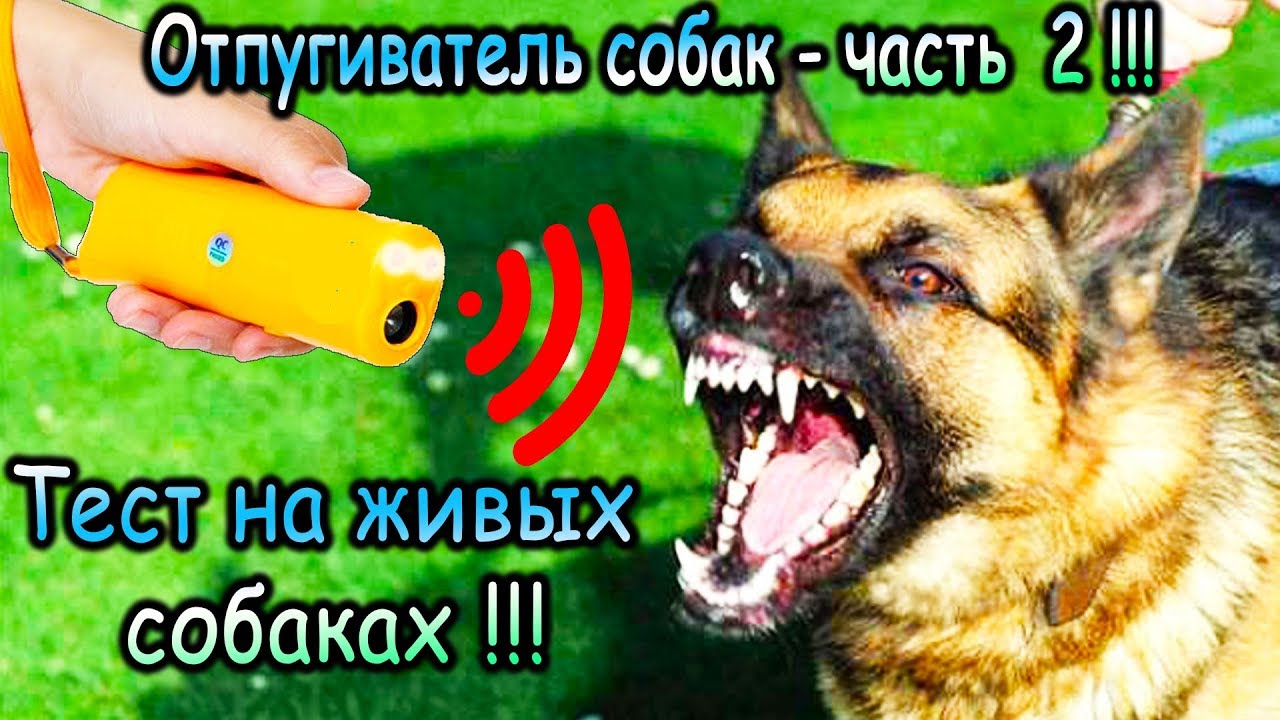 Ультразвуковой отпугиватель собак с AliExpress - часть 2 реальный тест на живых собаках !!!
