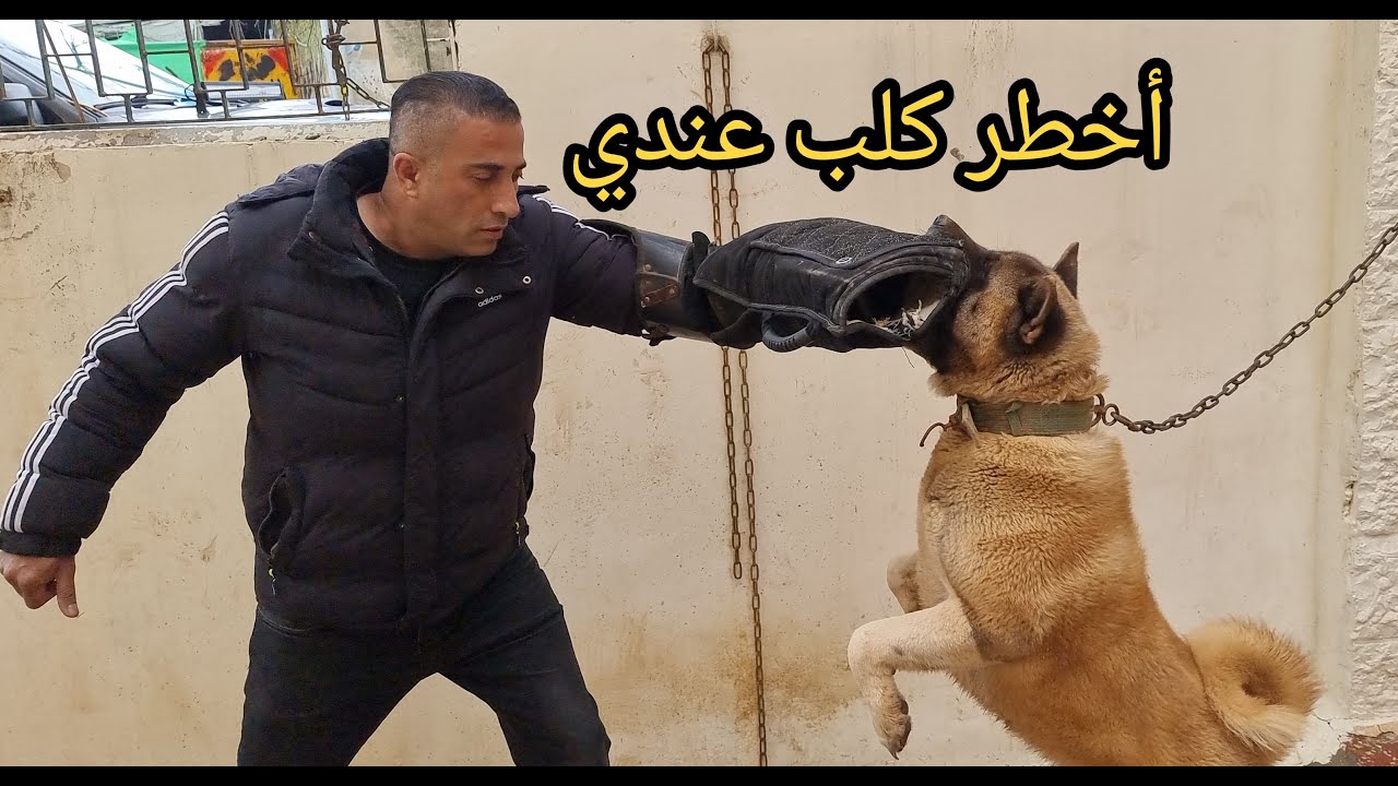 هذا اخطر كلب موجود عندي الان يغدر ويفتك بالانسان والحيوان النوع مع جمال العمواسي