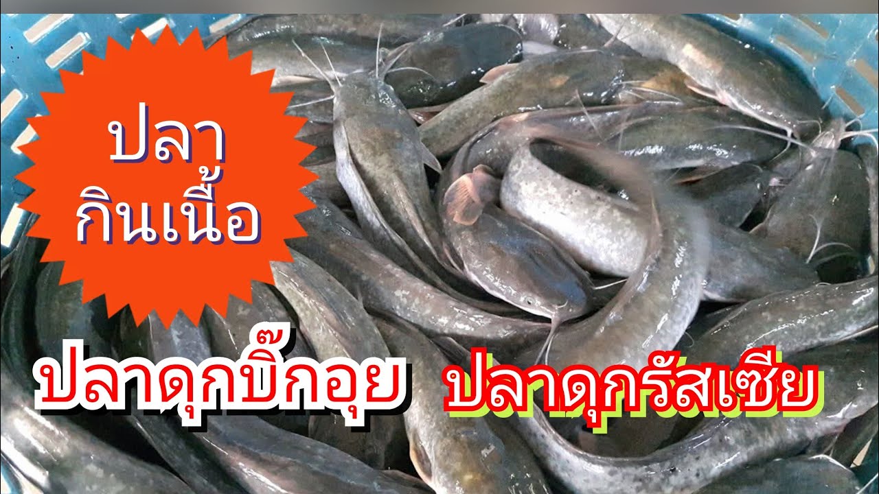 บ่อปลากินเนื้อ#ปลาดุกบิ๊กอุย#ปลาดุกรัสเซีย