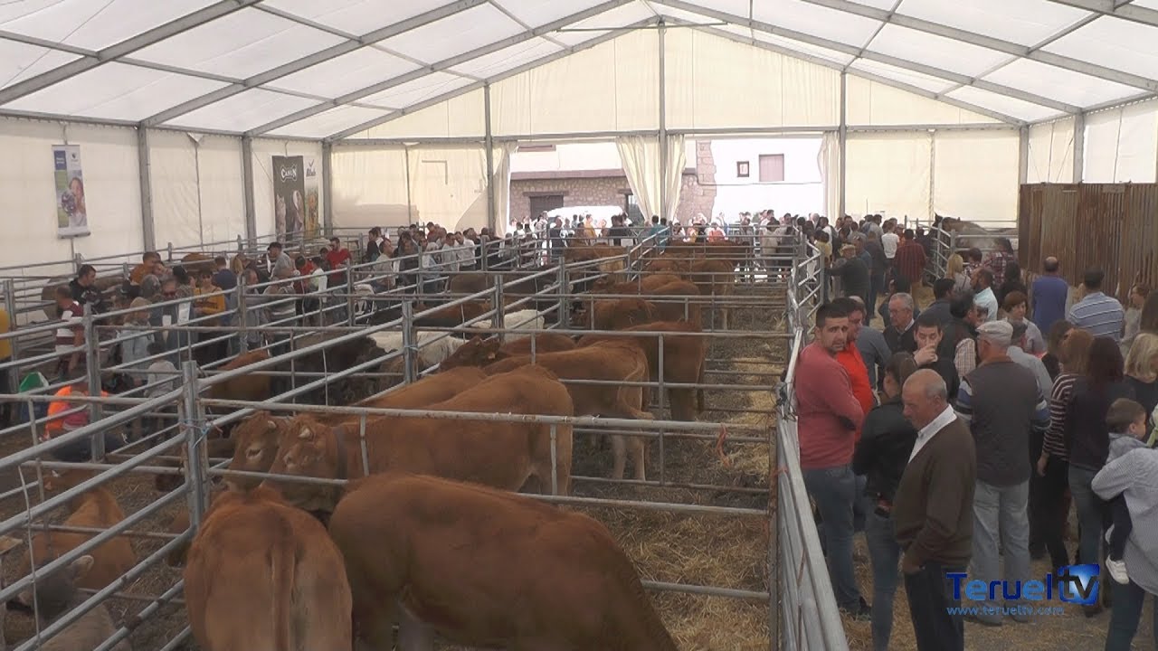 La Feria Ganadera y de Maquinaría agrícola de Mora de Rubielos sigue creciendo