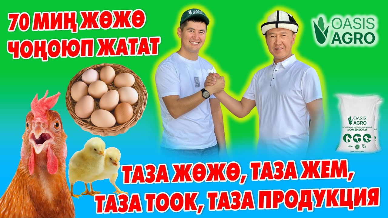 ТООКТУН жаӊы ПОРОДАЛАРЫ келди ~ ЖУМУРТКА жана ЭТ багытында багылат – Тооктун КАНЫН жаӊылагыла