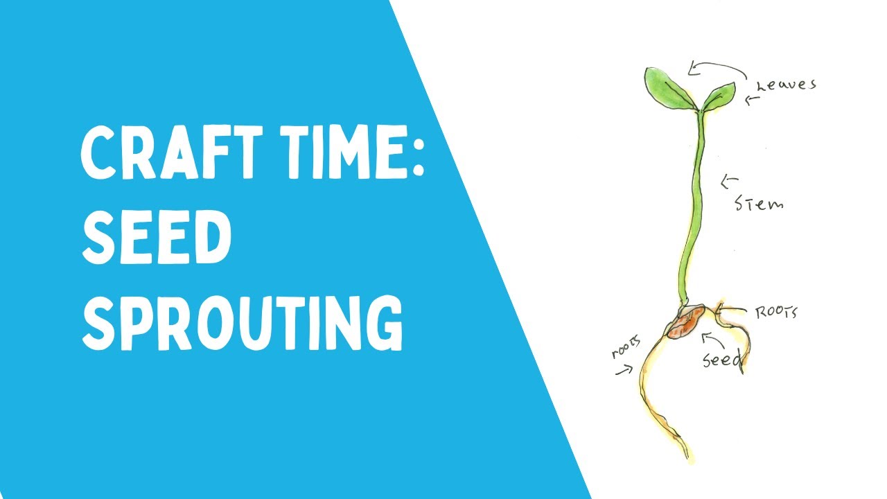 Sprouting Seeds Craft Activity