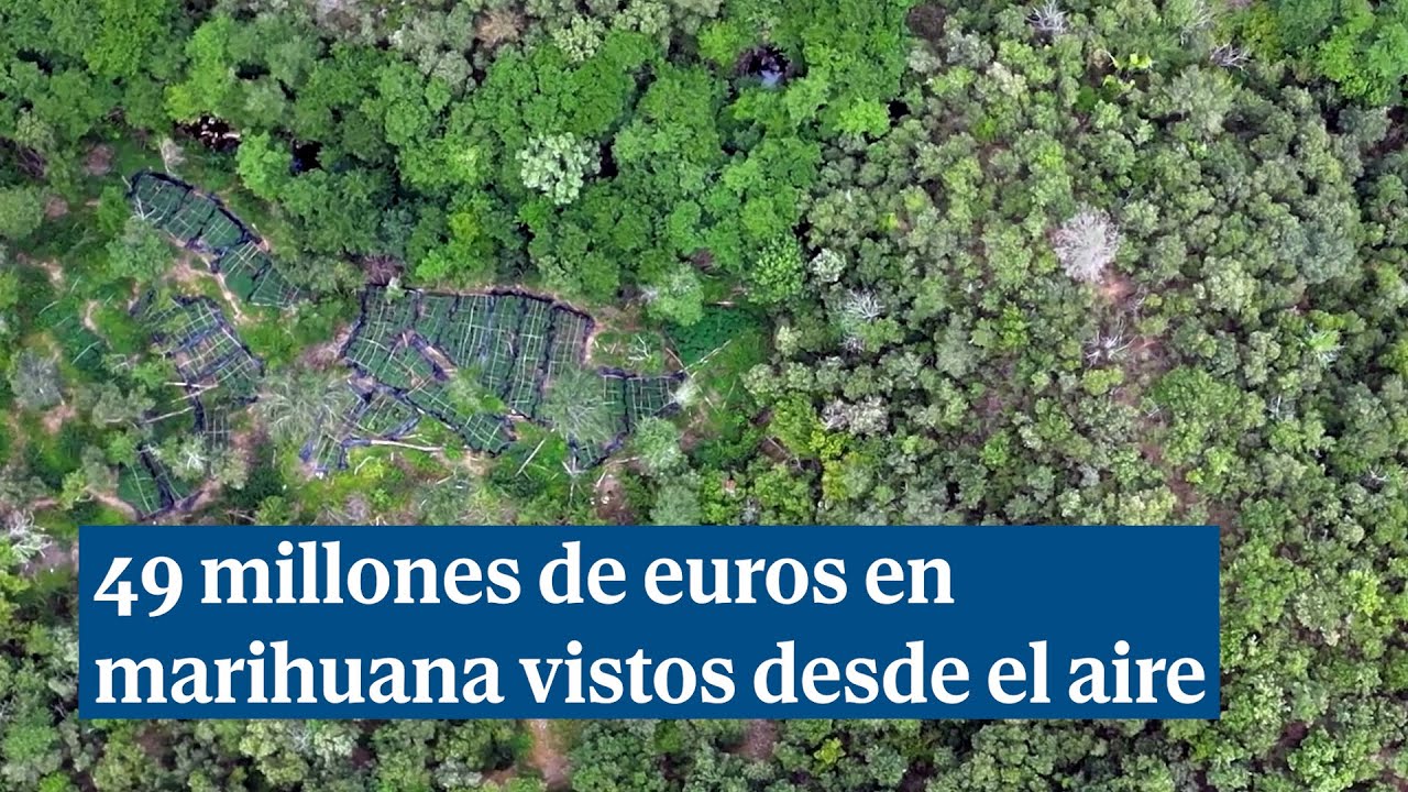 Así se ven desde el aire 49 millones de euros de marihuana de dos bandas desarticuladas