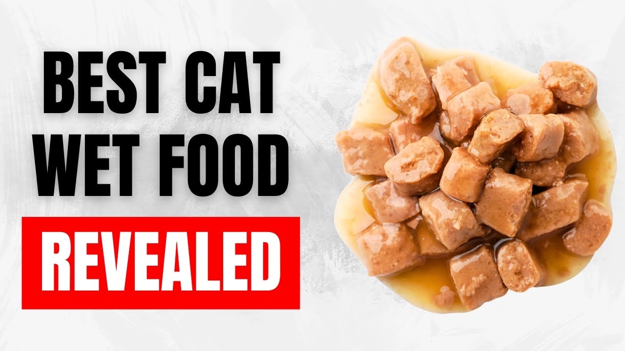 Best Wet Foods for a Healthier Cat (High-Protein Picks!)