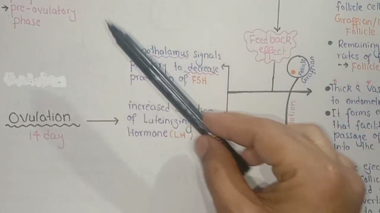 Female Reproductive Cycles (follicular, Leutal And Menstrual Phase) In Urdu Hindi