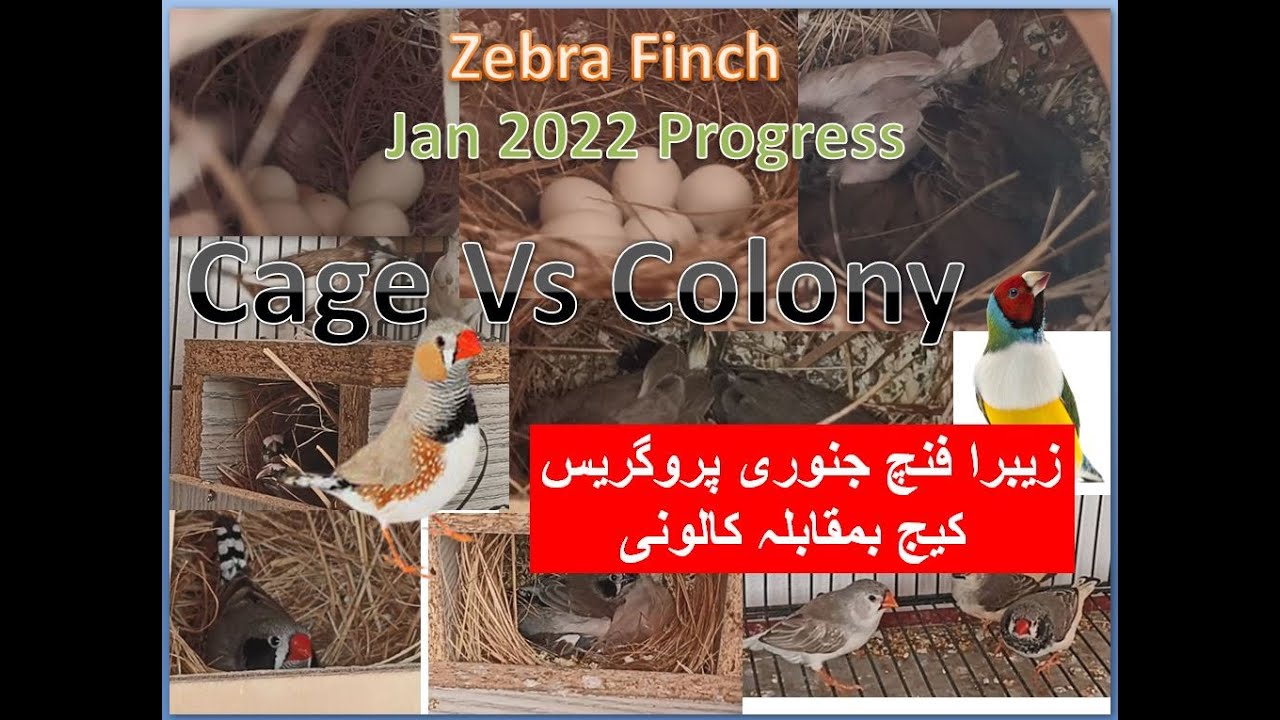 Zebra Finch January 2022 progress Cage vs Colony | Finches | Finch breeding Setup | Birds
