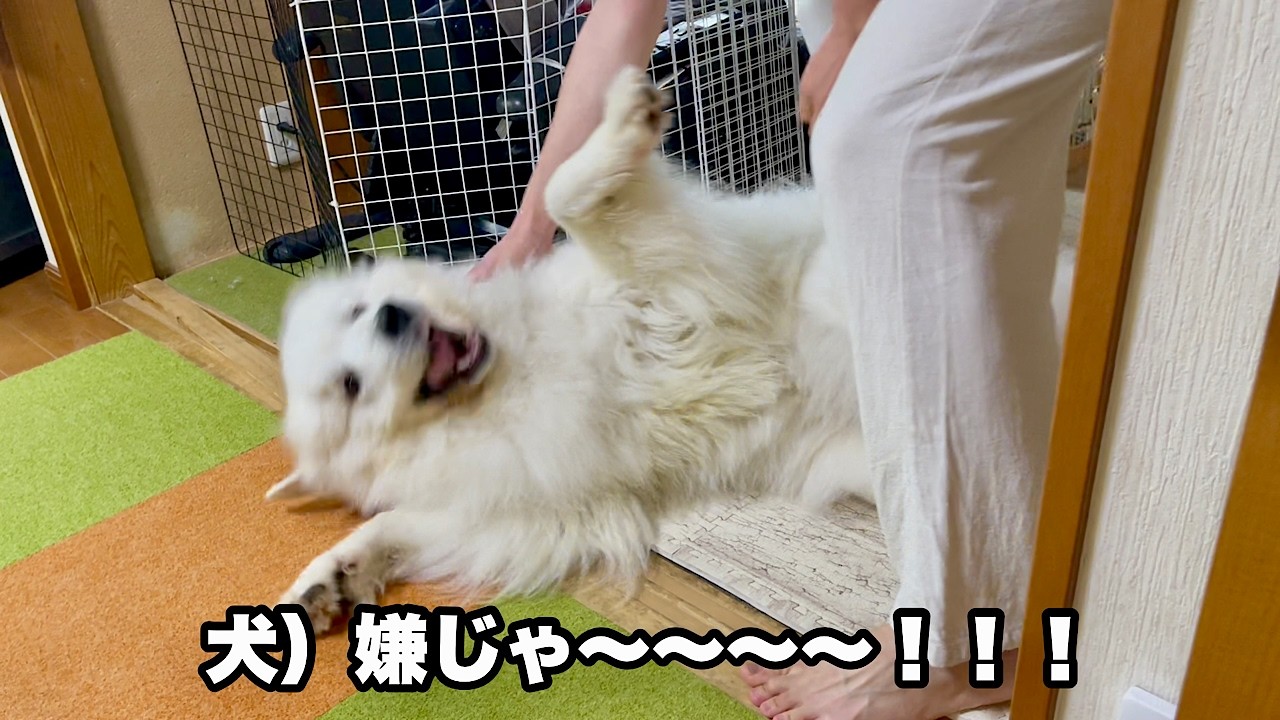 お風呂が嫌で過去最大級に駄々をこねる超大型犬【風呂キャン編】