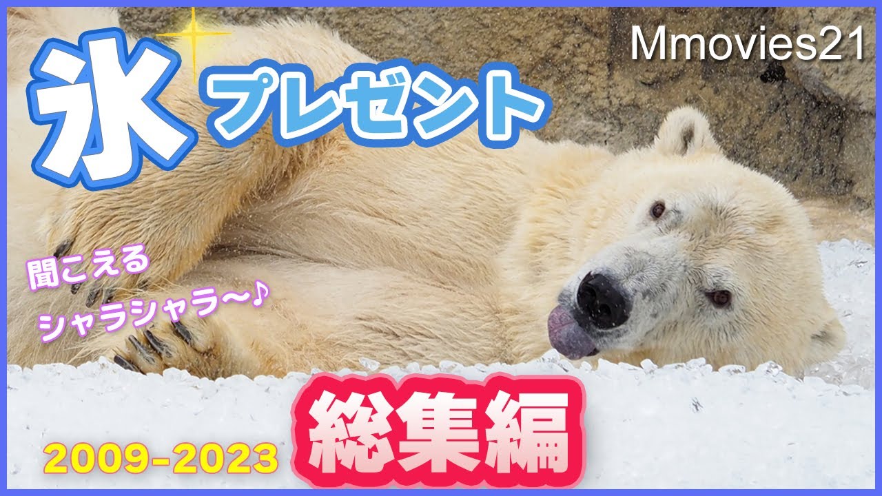 ホッキョクグマに氷のプレゼント15年の総集編 ララと子どもたち〜円山動物園のホッキョクグマたち11頭~Present ice to Polar Bears