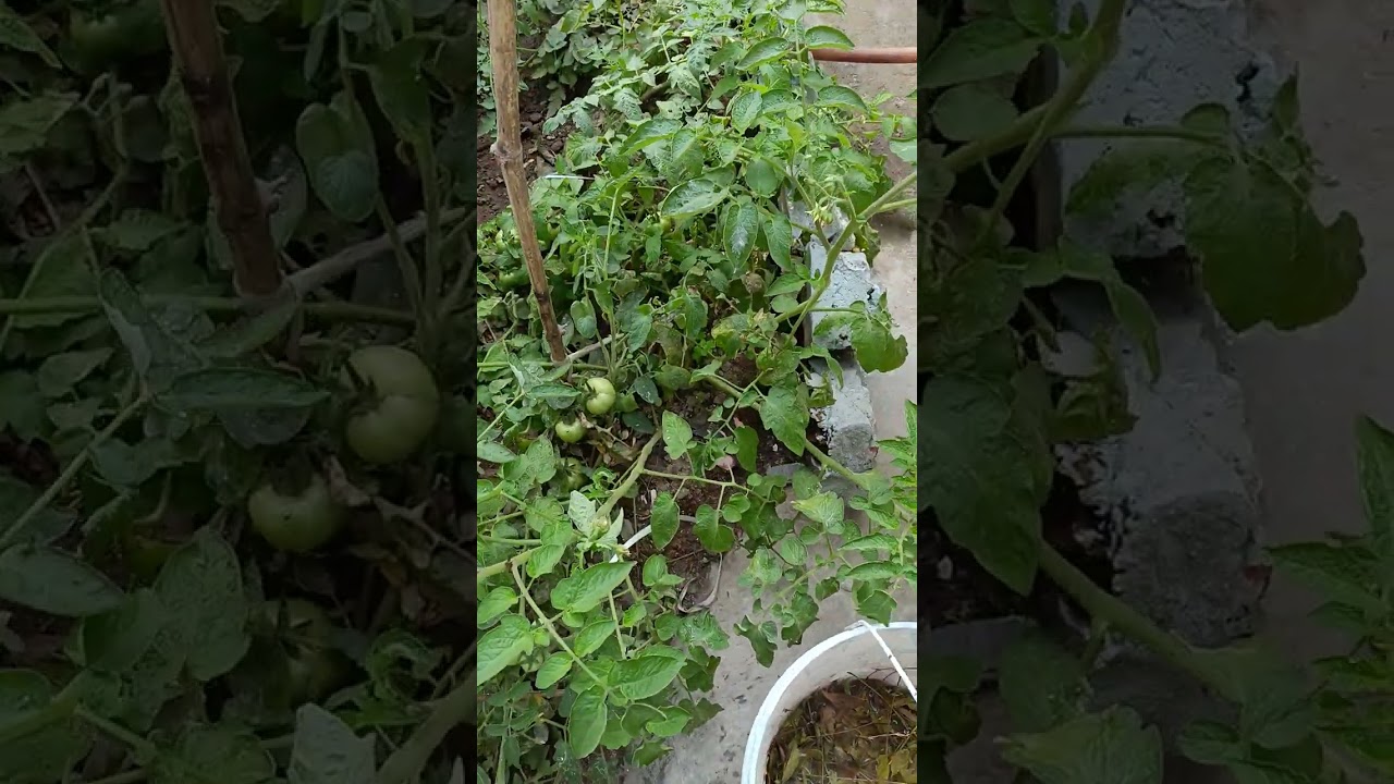 #gardening #video 