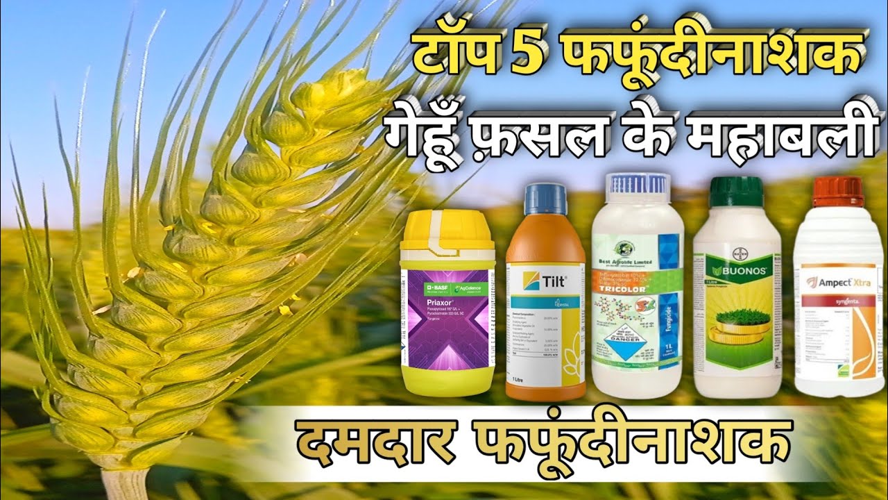 Top 5 Best Fungicides of wheat crop | गेहूं के लिए दमदार फफूंदीनाशक | Gehu Me Fungicide Kb Dale 🌾
