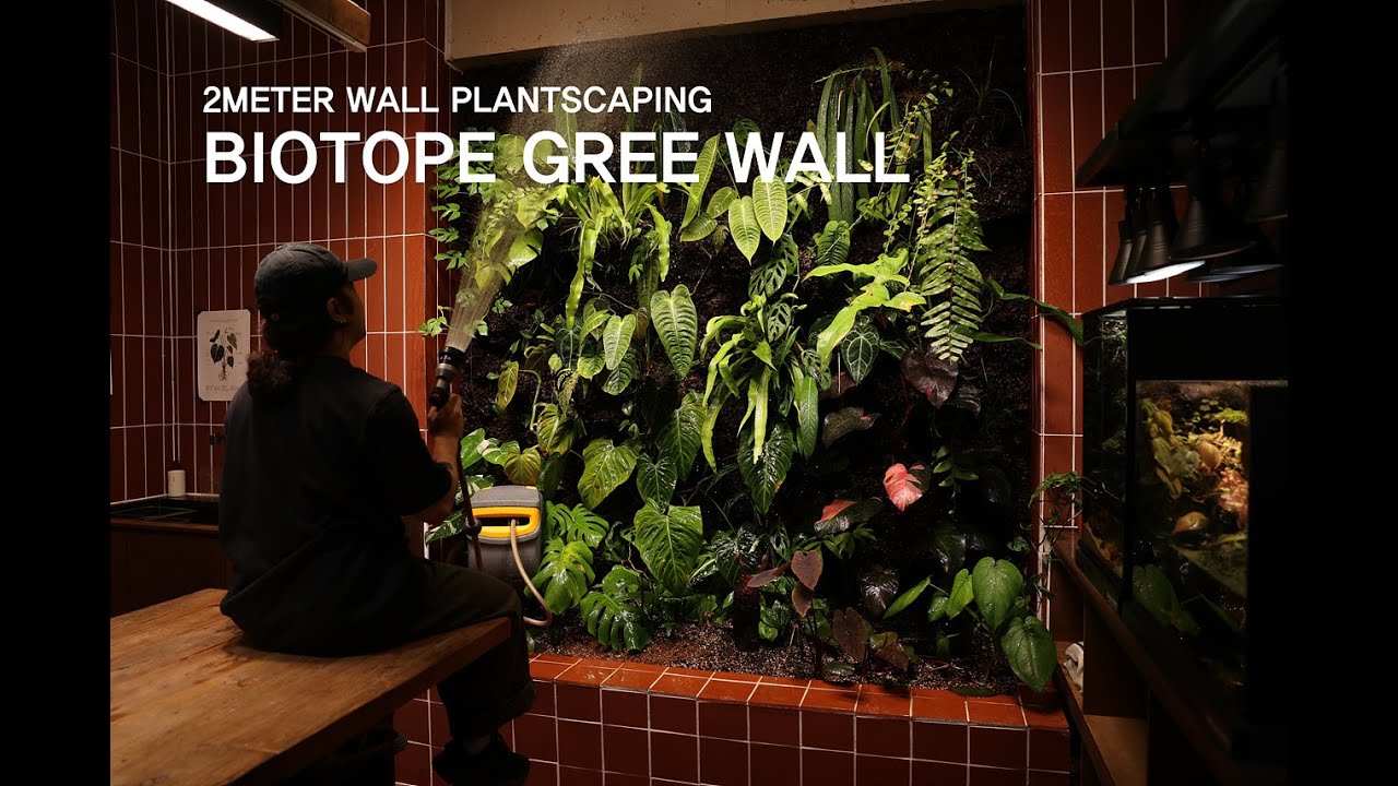 2미터 벽을 식물로 가득 채우기 | 비오토프 그린 월 만들기 | Filling a 2meter wall with plants |Creating a Biotope Green Wall