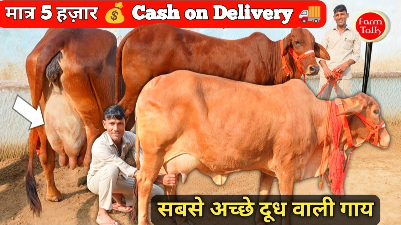 सिर्फ़ 5 हज़ार नग़द और गाय आपके घर के सामने 🚚 Free Transport ✨ Sahiwal Rathi Cow 💰 Cash on Delivery 