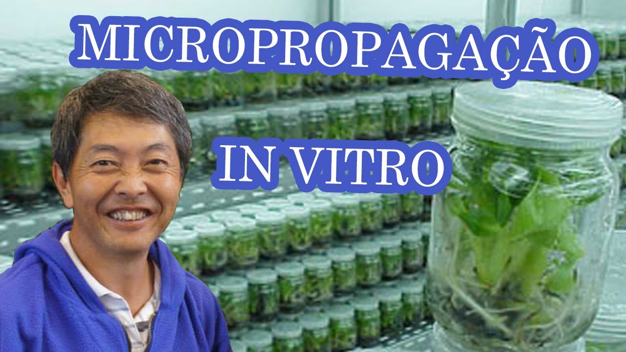 Micropropagação in vitro com o Marcos Ono