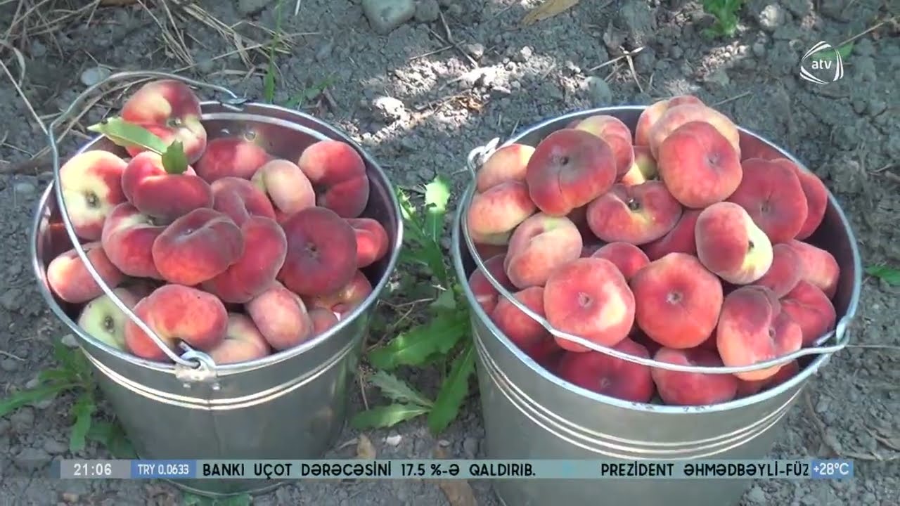 Şaftalı bağlarında yığım davam edir