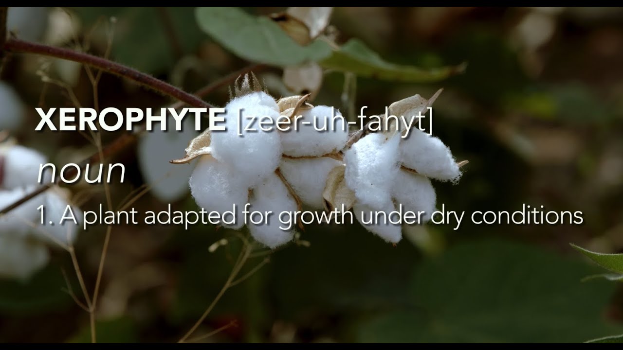 The #Truth about Cotton's Water Consumption