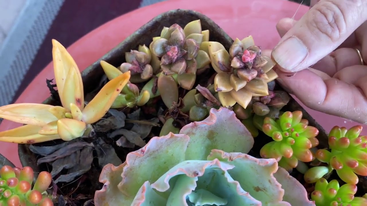 Walkabout Wednesday in Laura’s Summer Succulent Garden