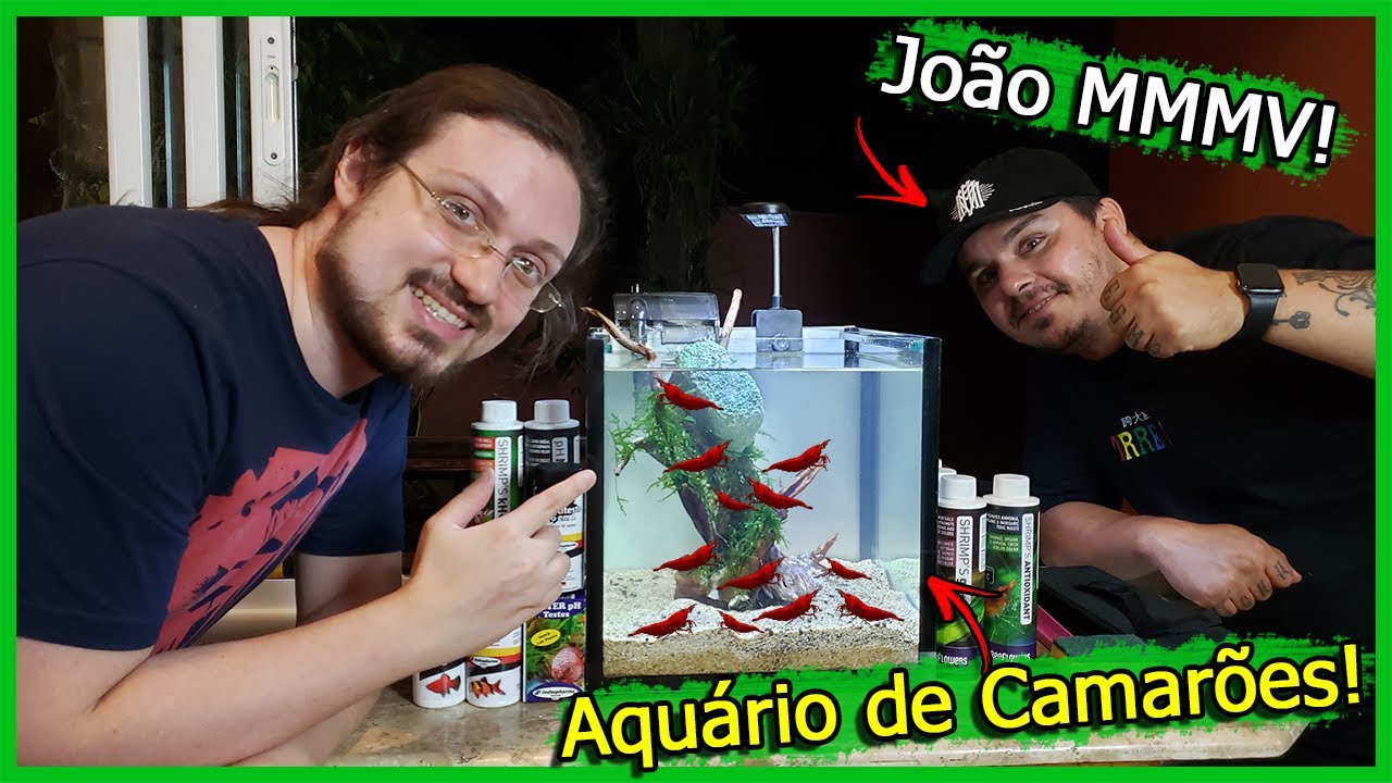 Montei um Aquário de CAMARÕES para o João do MMMV!