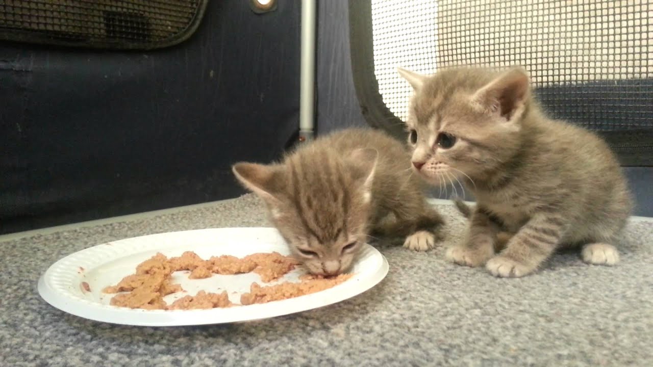 Kittens eating food for the first time