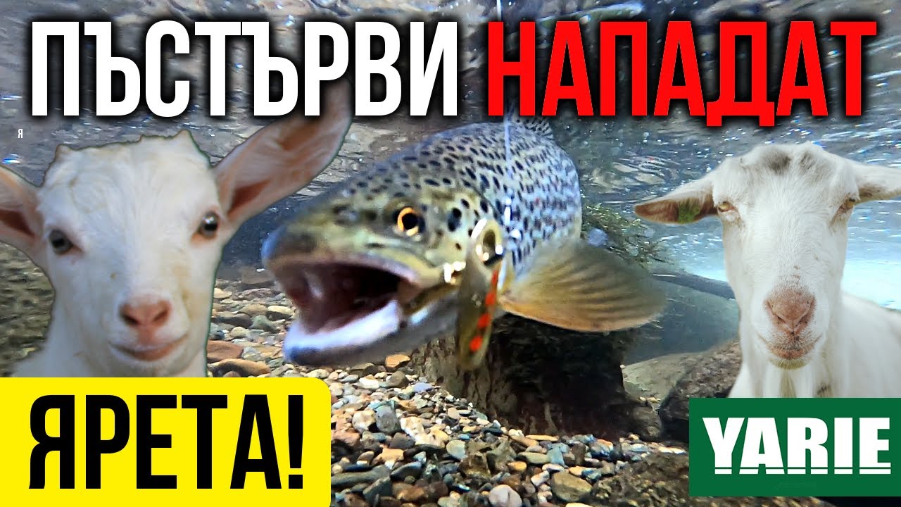 Мълчанието на ЯРЕтата! Риболов на ПЪСТЪРВА на блесна Yarie Blender