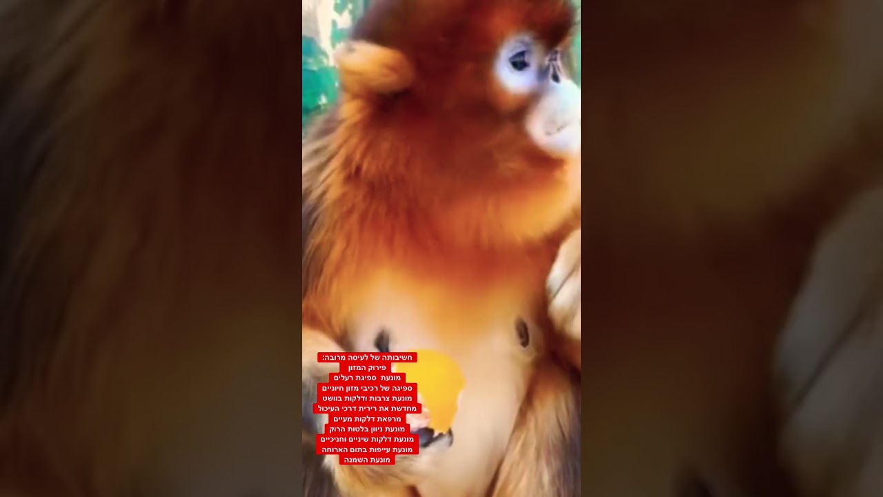 חשיבותה של לעיסה מרובה