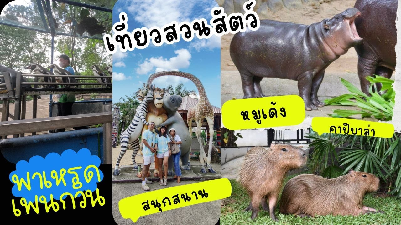เที่ยว #สวนสัตว์เปิดเขาเขียว แบบครอบครัว ไปดู #หมูเด้งฮิปโป กัน