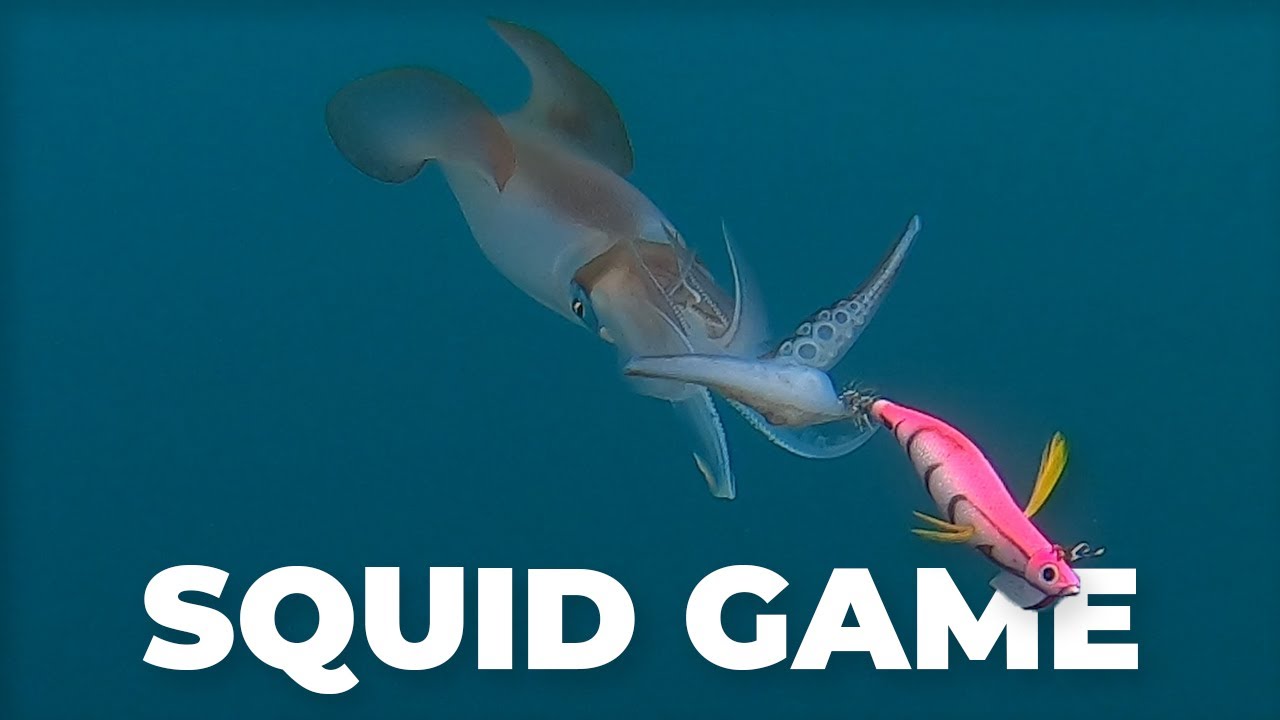 CALAMARS en hiver : TIP RUN EGING part.1