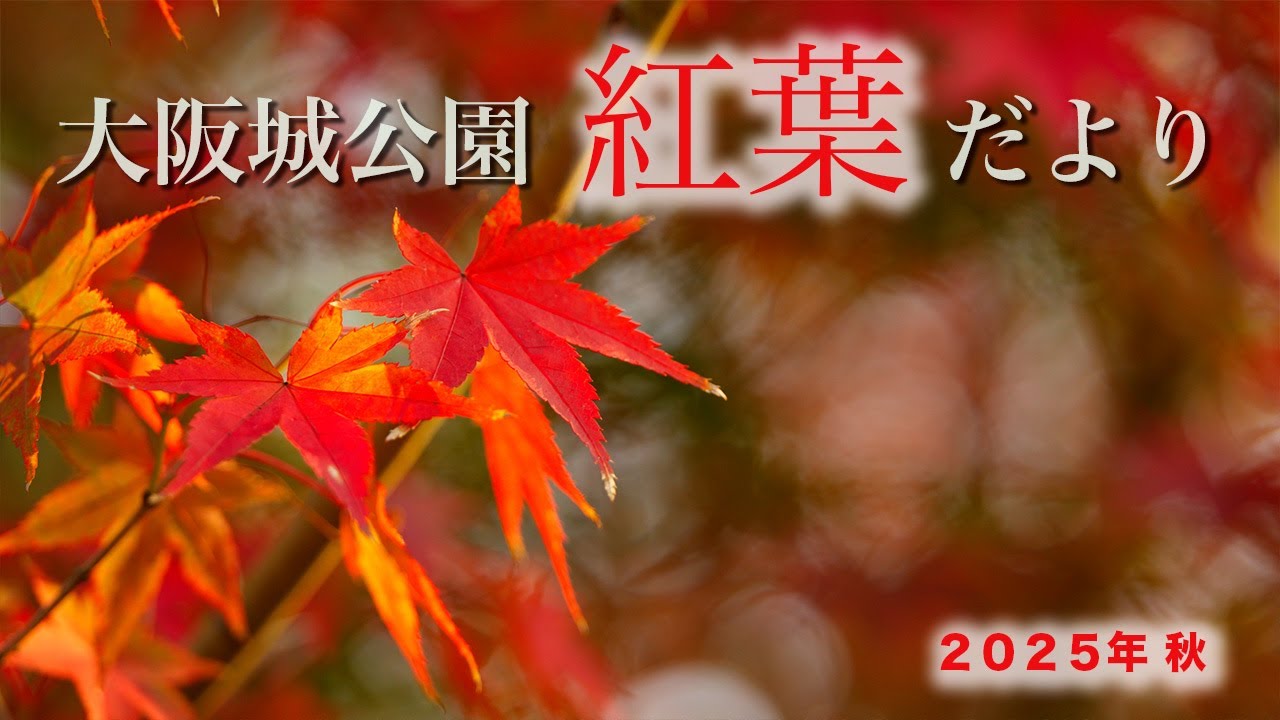 大阪のこんなところにも絶景が！２０２５年大阪城紅葉だより