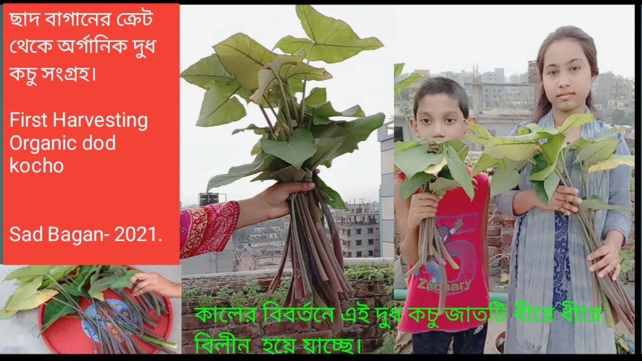পর্ব-2 ক্রেট ভর্তী দুধ কচু থেকে প্রথম অর্গানিক দুধ কচু সংগ্রহ।First big harvesting organic Dudh Arum