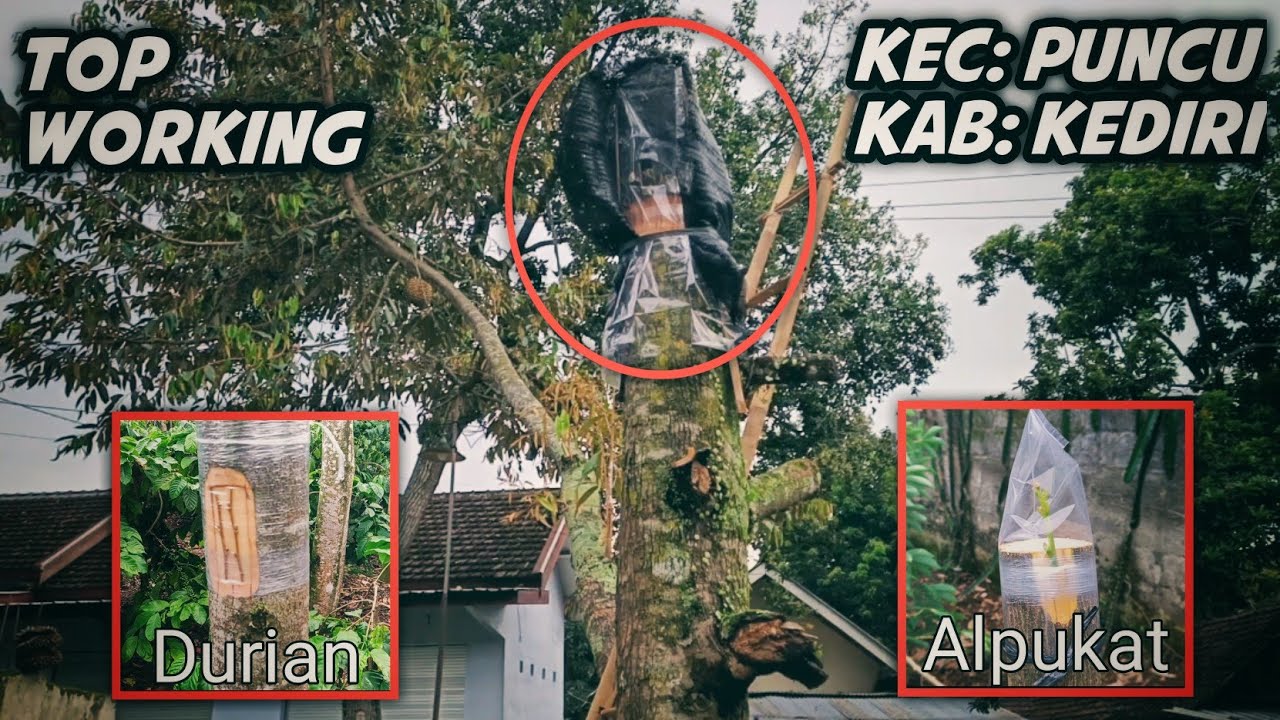 Topworking pohon durian dan alpukat di kediri