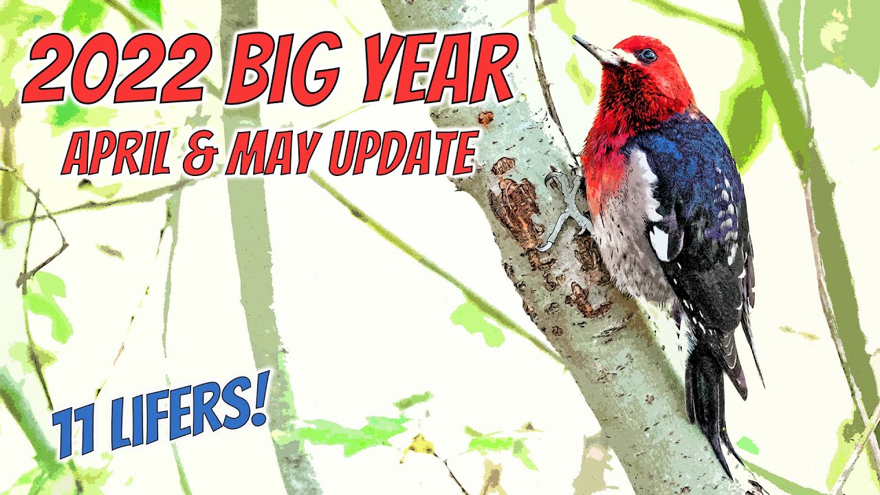 2022 Big Year: April & May Review | Birding & Wildlife Footage Highlights