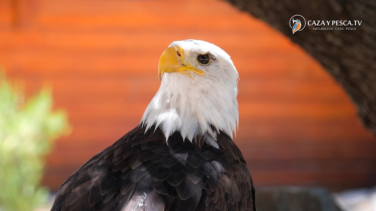 【 𝐂𝐞𝐭𝐫𝐞𝐫𝐨𝐬 𝐝𝐞𝐥 𝐒𝐮𝐫 】Capitulo 3, Serie documental cetrería