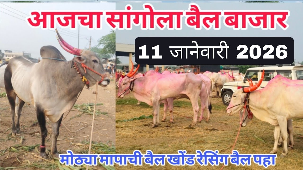 आजचा सांगोला खिल्लार बैल बाजार 11 जानेवारी 2026 #sangola_bazar #खिल्लार_बैल_बाजार #bullmarket 