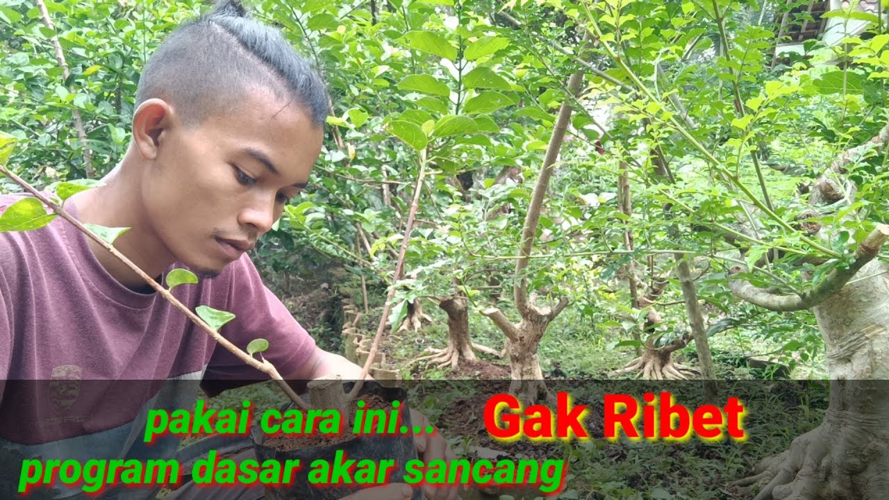 program akar sancang mudah dan tidak ribet#belajarbonsai #bonsaisancang #programakar #bonsaijuara