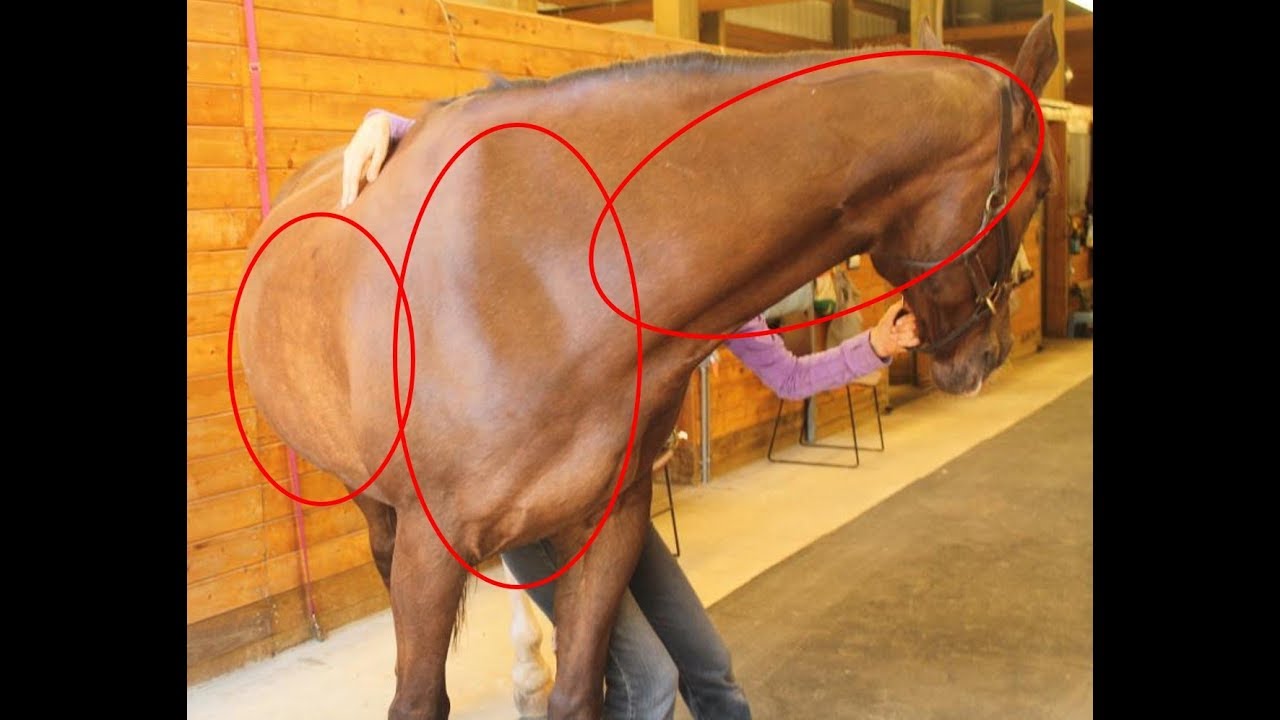 Horse Stretch For Ribs, Neck & Barrel to Improve Bending