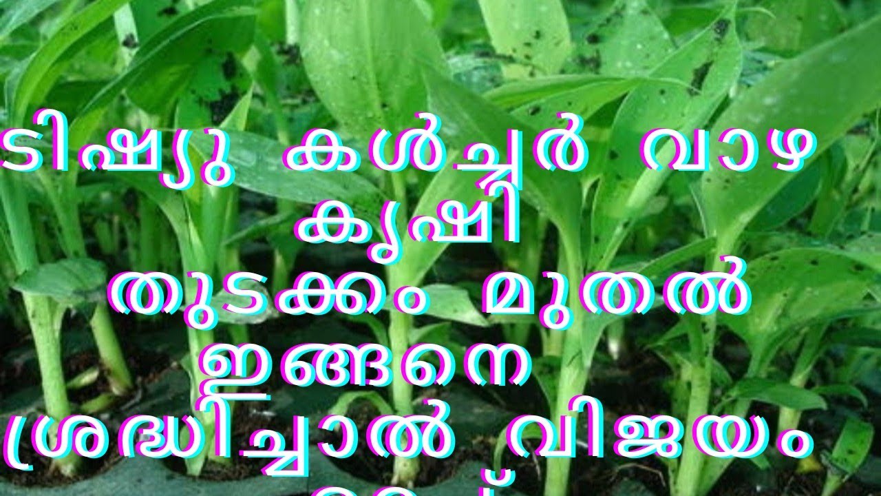 Tissue culture വാഴ കൃഷി തുടക്കം മുതൽ ഇങ്ങനെ ശ്രദ്ധിച്ചാൽ വിജയം ഉറപ്പ്