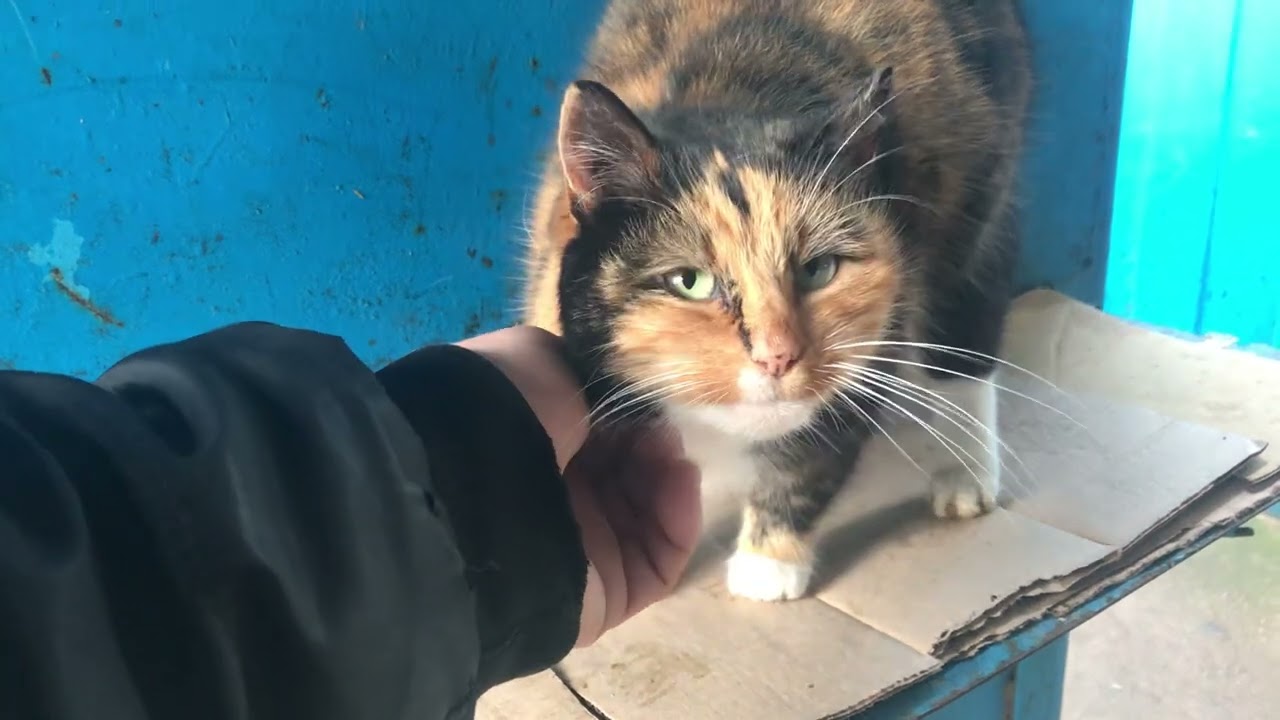 True Love of a Cat for a Man
