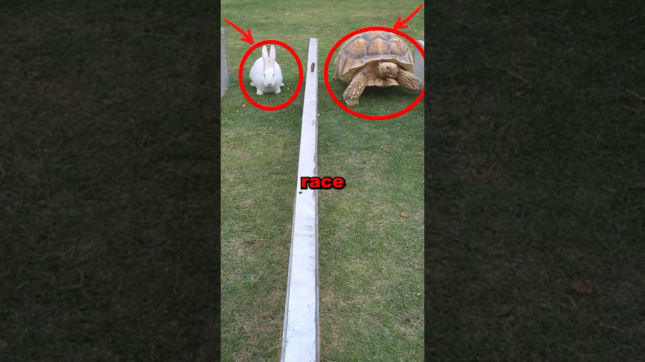 TURTLE VS HARE! #race #cute #animals #animalstories #fun