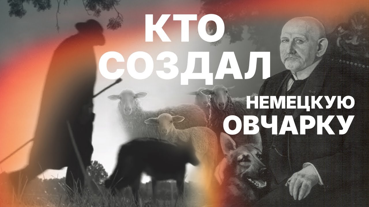Немецкая Овчарка. Кто создал эту породу? Who created the German Shepherd?