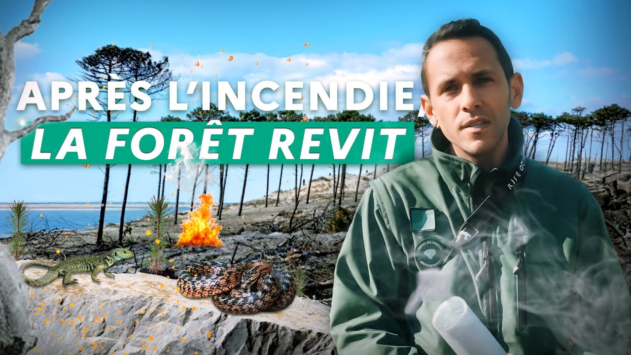 Deux ans après les incendies, la biodiversité renaît à La Teste-de-Buch