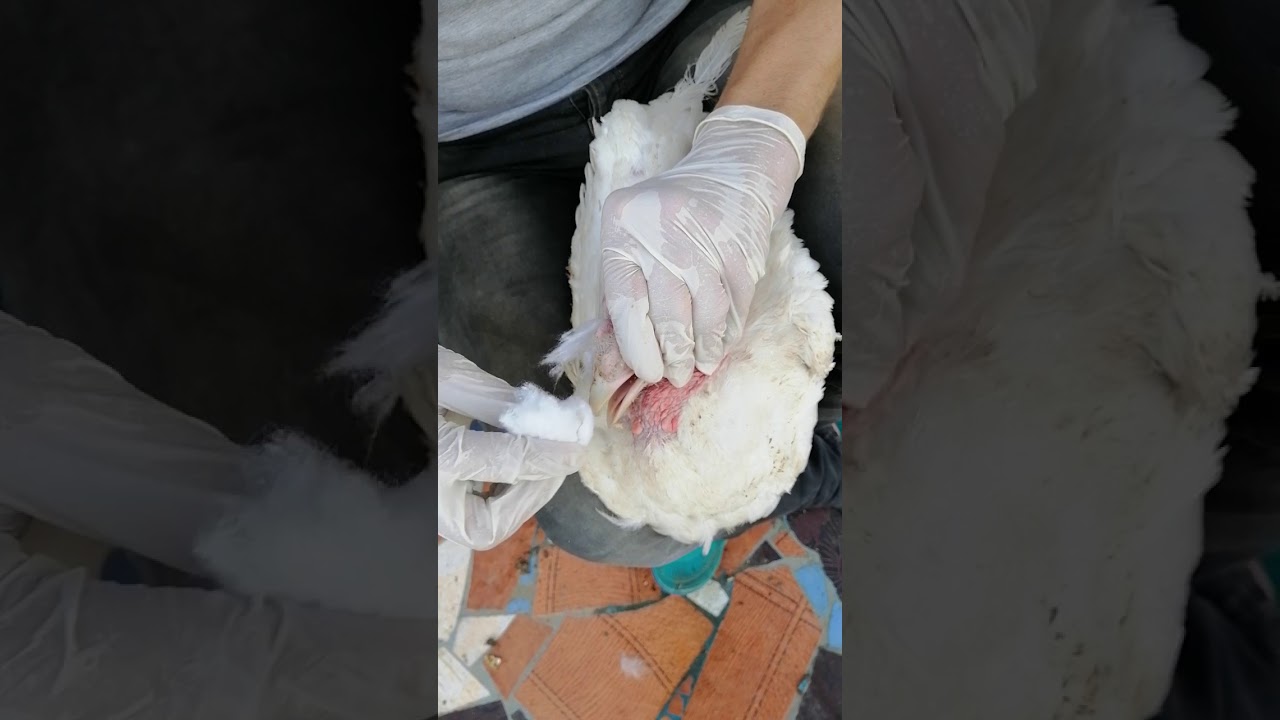 اسهل طريقه لعلاج انتفاخ الوش في الرومي