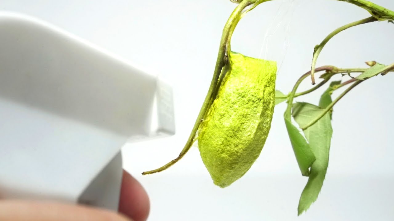 乾いたサナギに水をかけると&hellip;