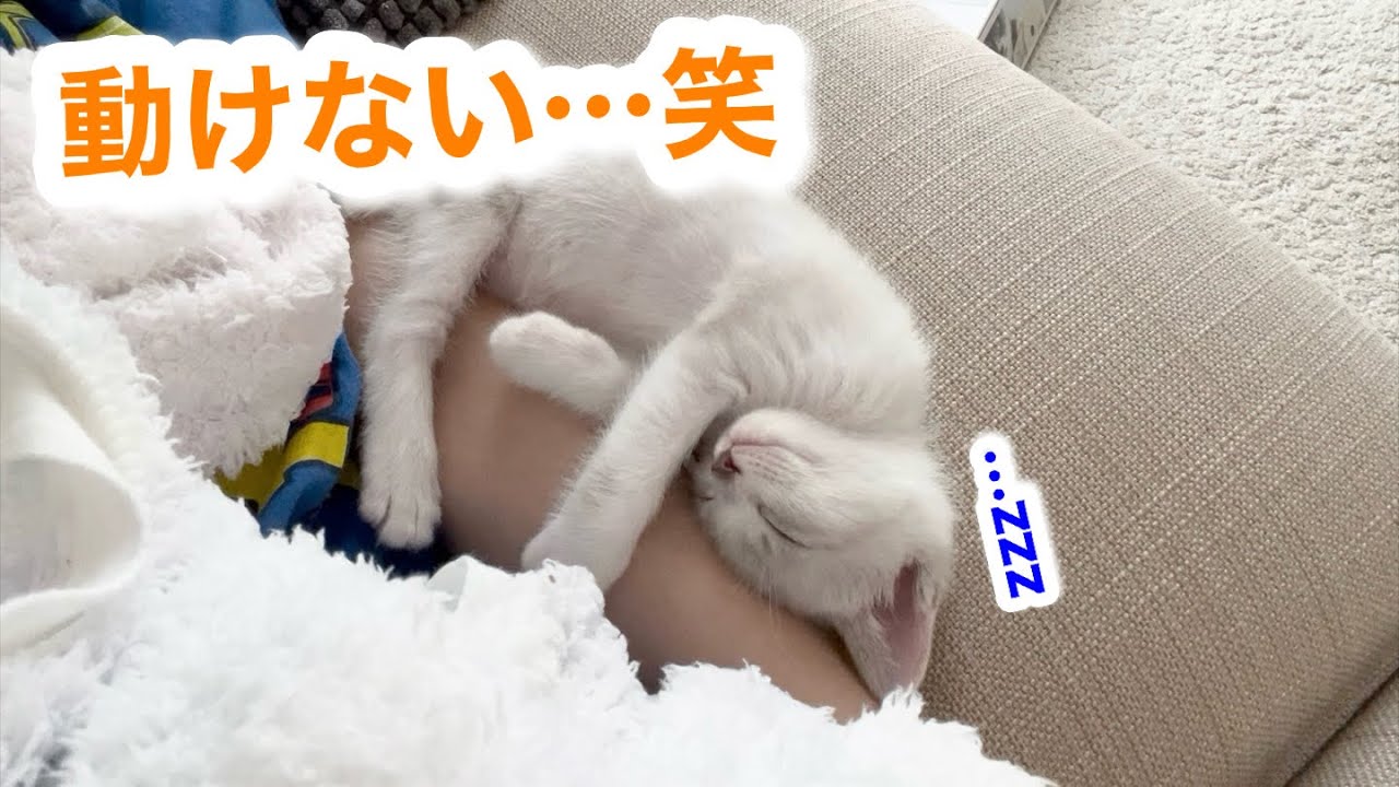 甘えんぼ子猫に捕まりました🐱寝方がかわいすぎた…！