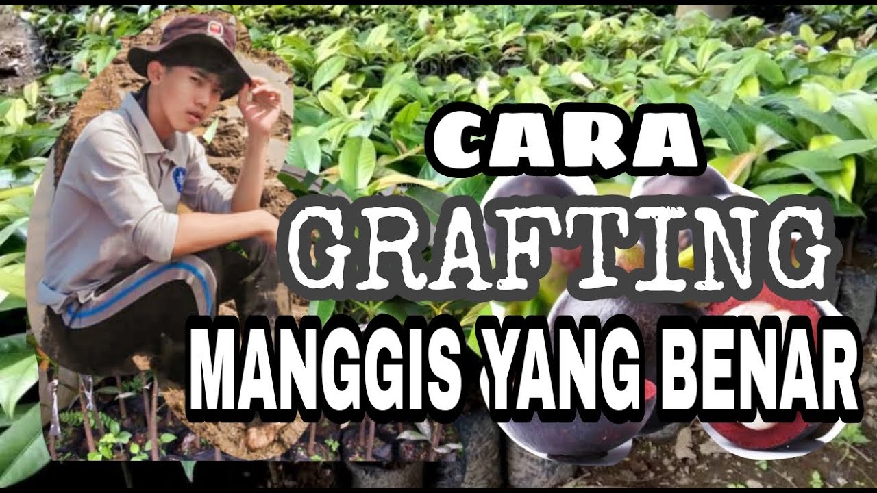 CARA GRAFTING / SAMBUNG PUCUK MANGGIS, DIJAMIN BERHASIL 100%